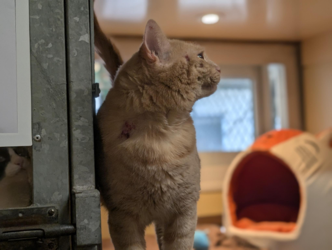 Bibichou - Chat Européen à adopter - photo 4