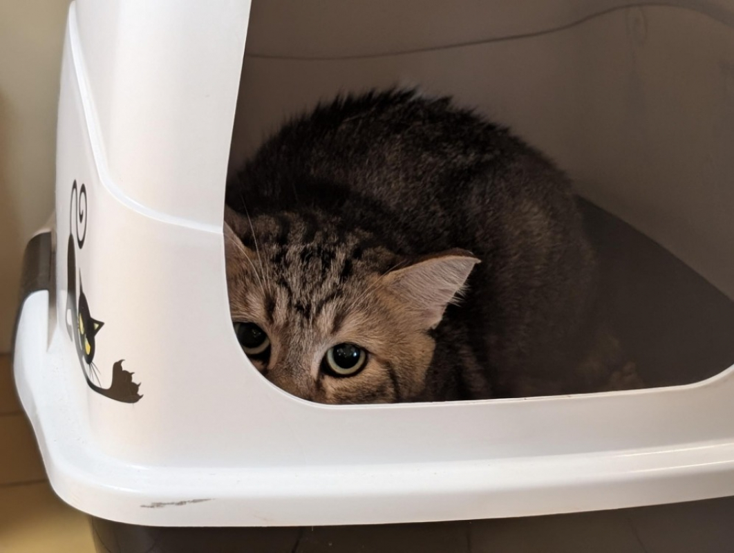 A17507 cezanne - Chat Européen à adopter