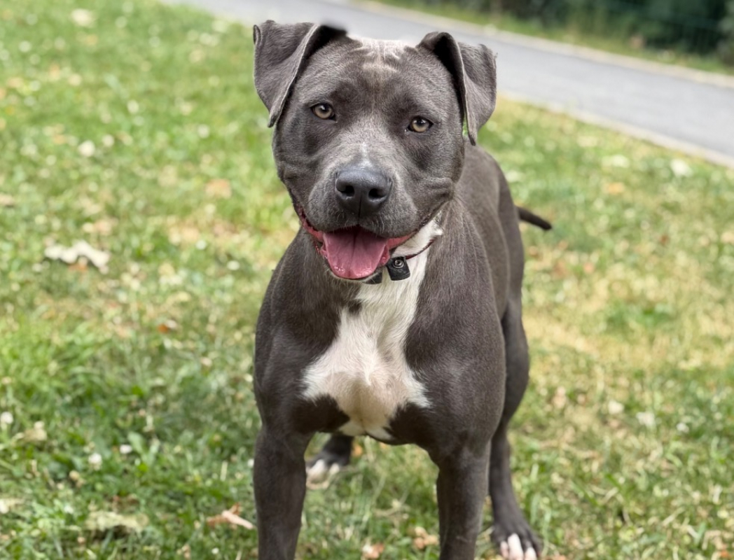 Arya - Chien Bouledogue Américain à adopter