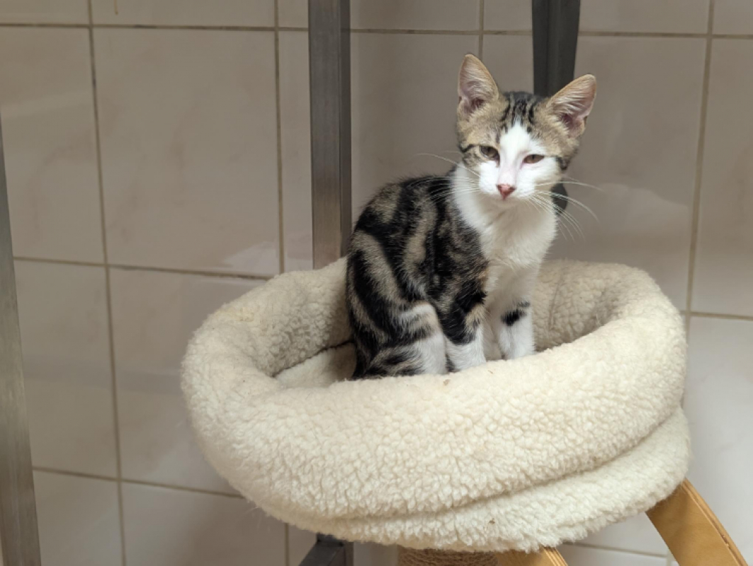 Bastien - Chat Européen à adopter - photo 8