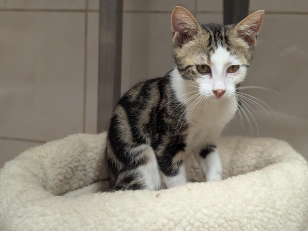 Bastien - Chat Européen à adopter - photo 10