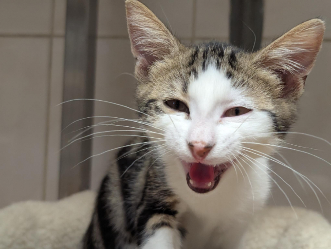 Bastien - Chat Européen à adopter - photo 11