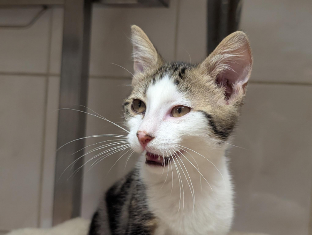 Bastien - Chat Européen à adopter - photo 12