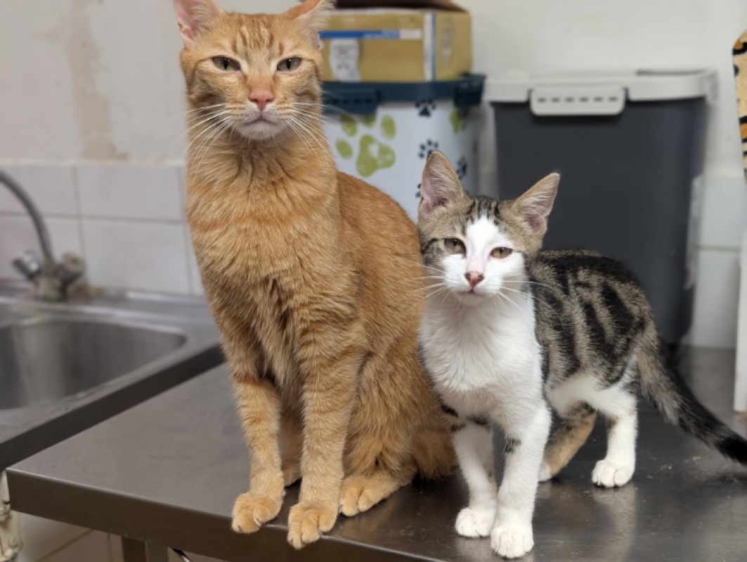 Bastien - Chat Européen à adopter - photo 13
