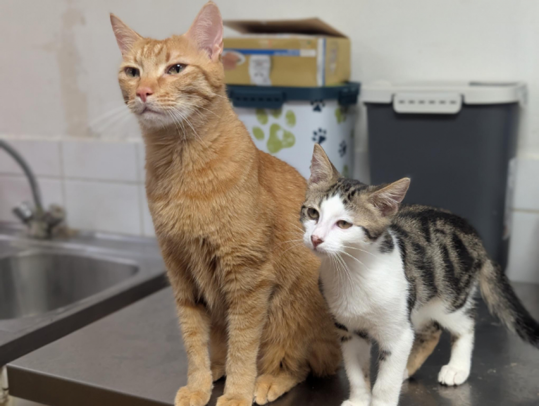 Bastien - Chat Européen à adopter - photo 15