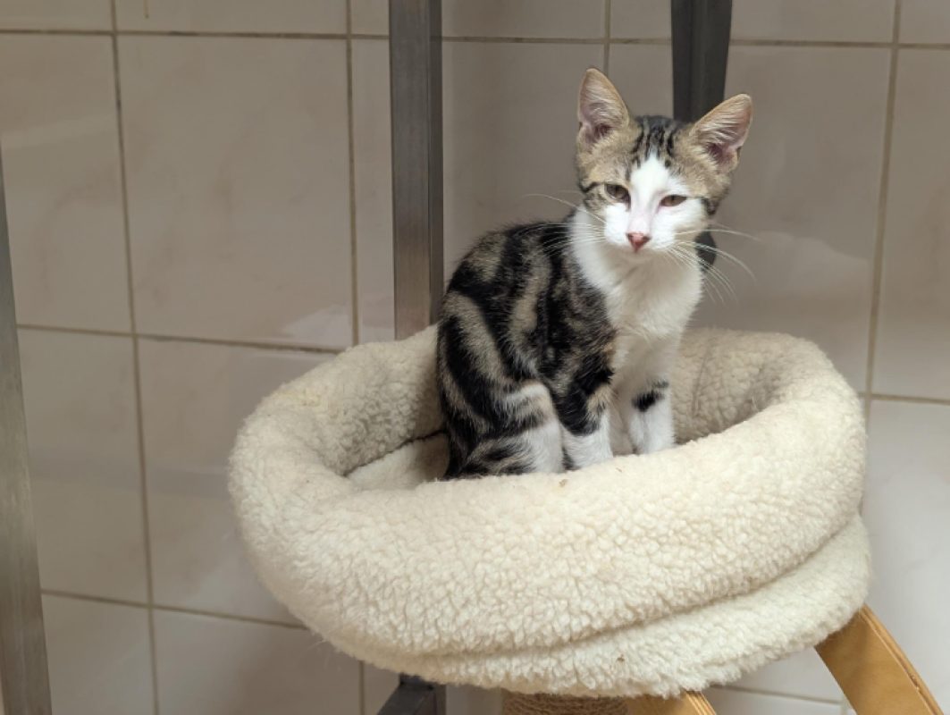 Bastien - Chat Européen à adopter