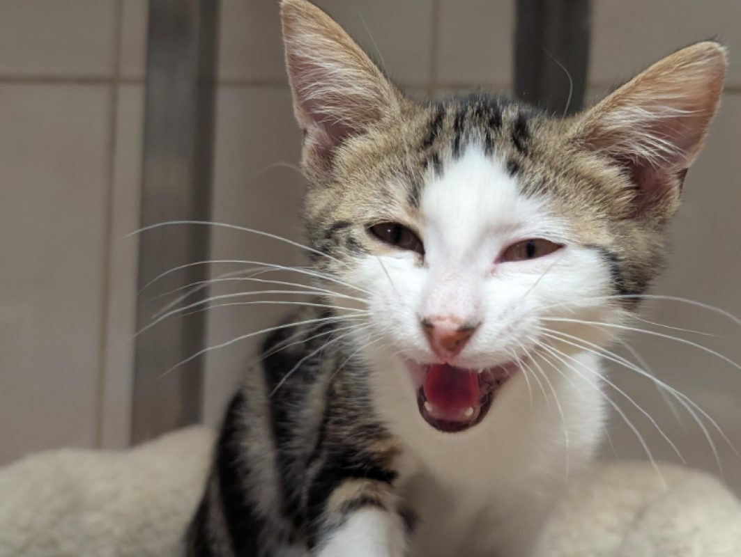 Bastien - Chat Européen à adopter - photo 4