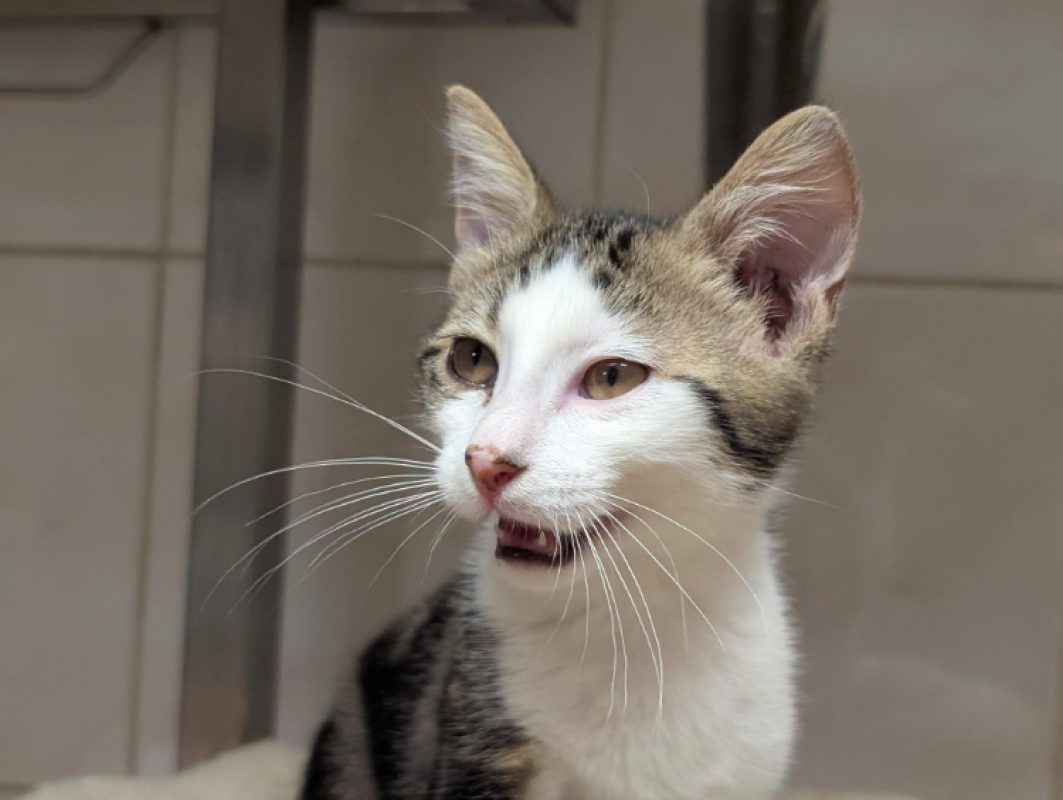 Bastien - Chat Européen à adopter - photo 5