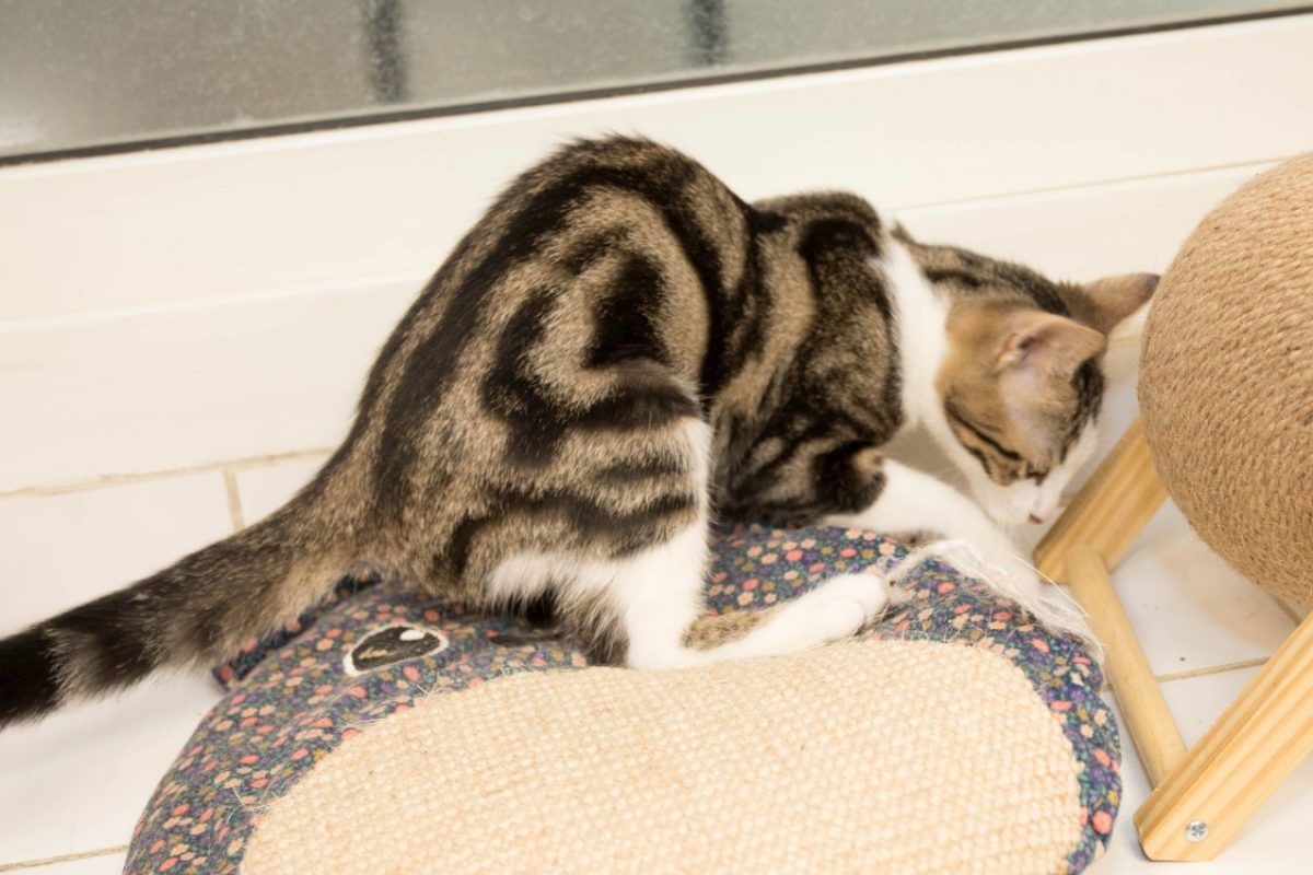 Bastien - Chat Européen à adopter - photo 9