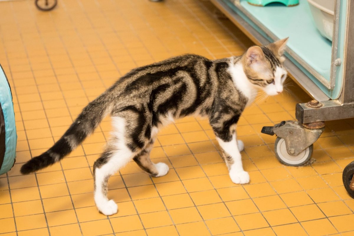 Bastien - Chat Européen à adopter - photo 10