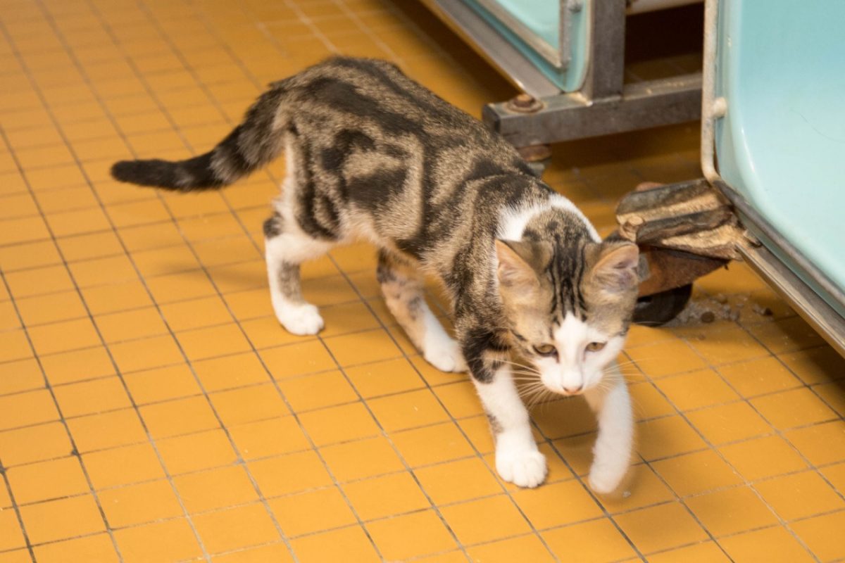 Bastien - Chat Européen à adopter - photo 11