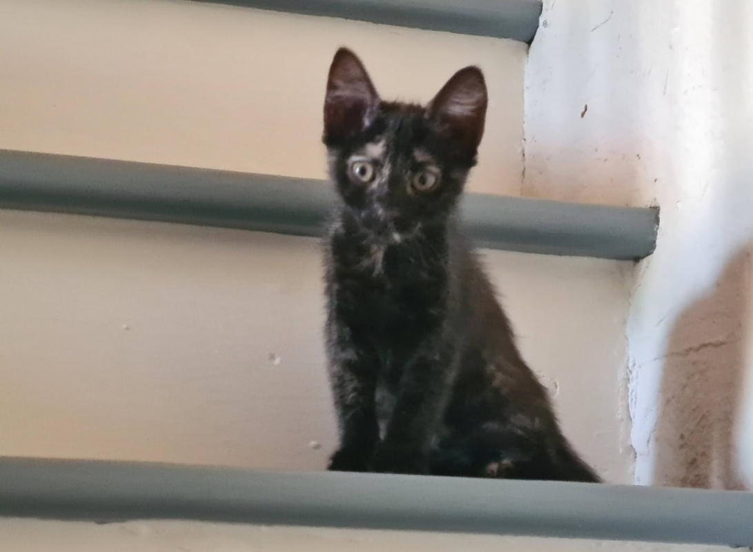 Bignone - Chat Européen à adopter