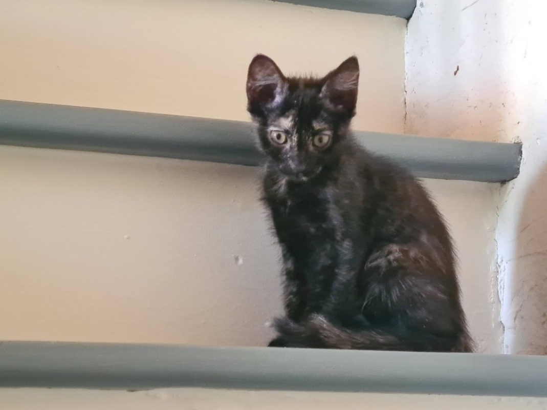 Bignone - Chat Européen à adopter - photo 2