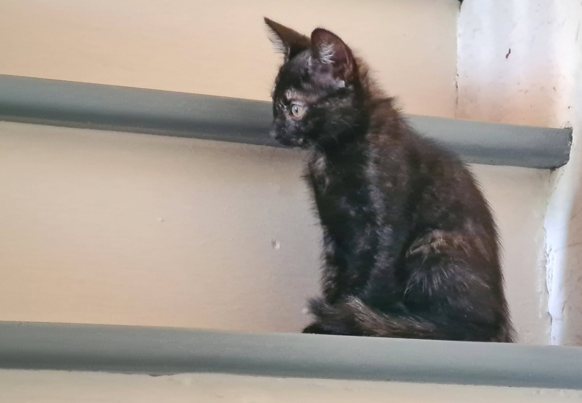 Bignone - Chat Européen à adopter - photo 3