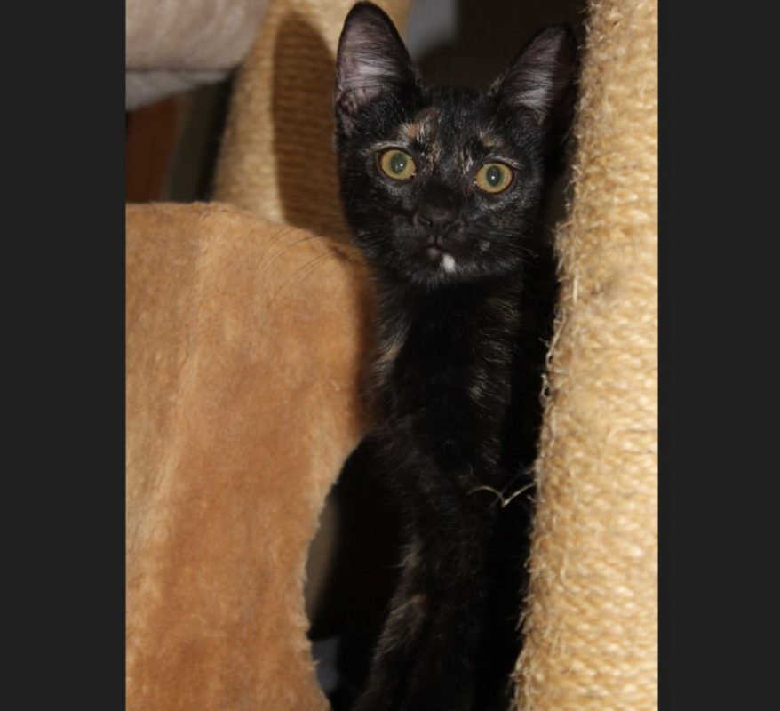 Bignone - Chat Européen à adopter - photo 2