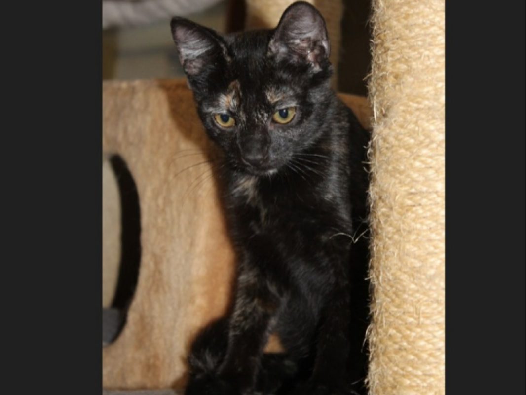 Bignone - Chat Européen à adopter - photo 3