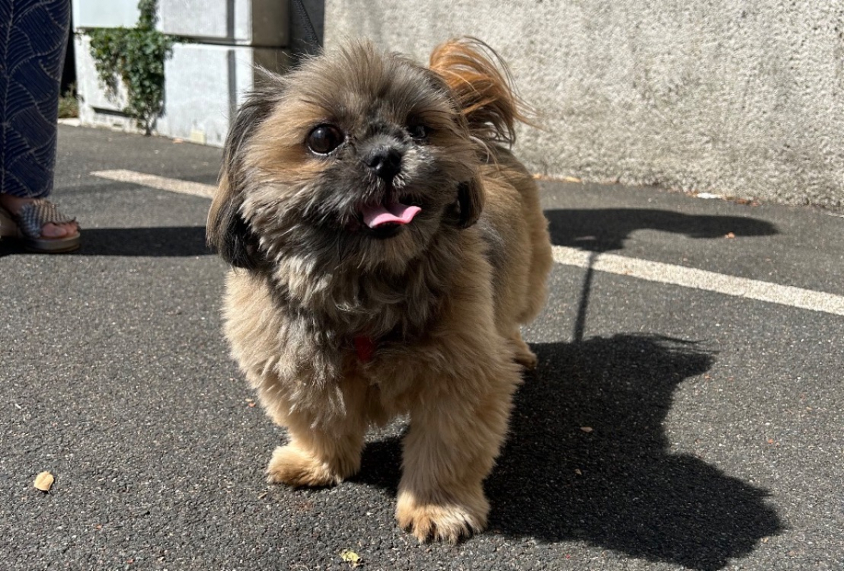 Shiva - Chien Shih Tzu à adopter