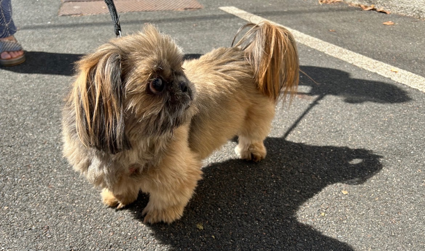 Shiva - Chien Shih Tzu à adopter - photo 3