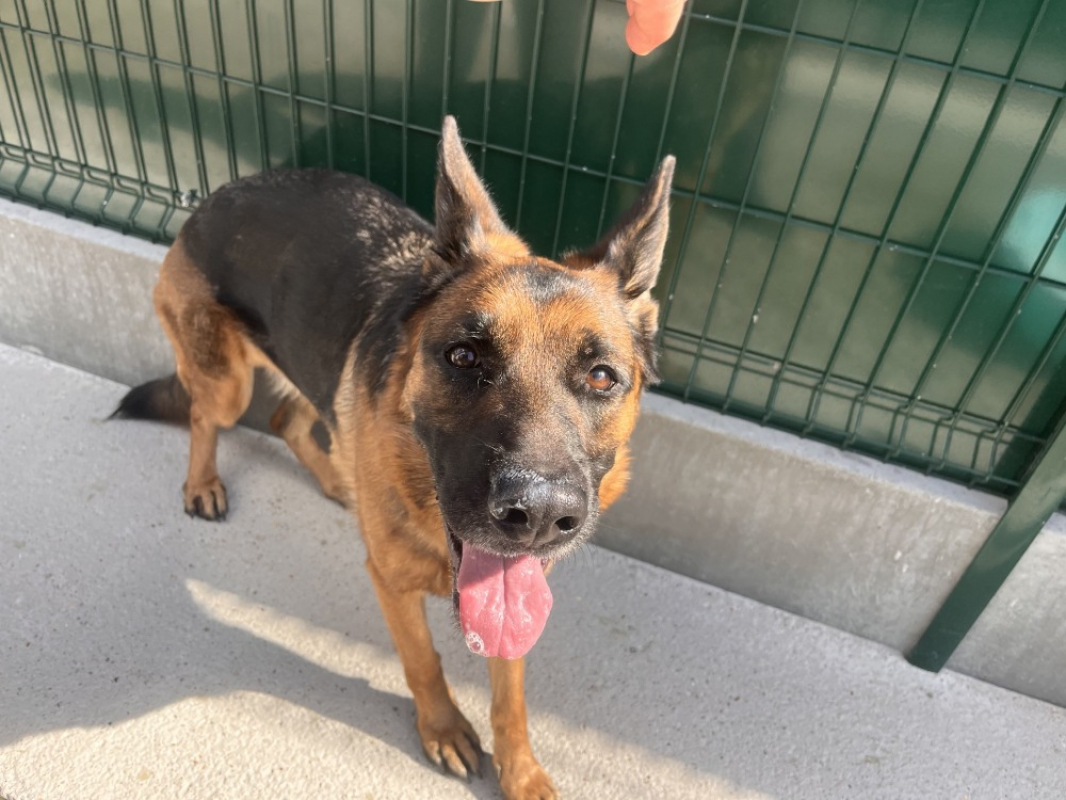 Venus - Chien Berger Allemand à adopter