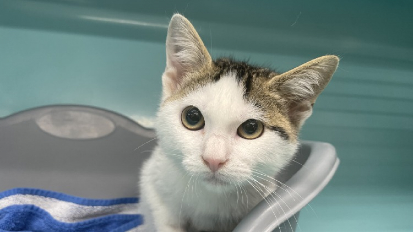 Aslad - Chat Européen à adopter