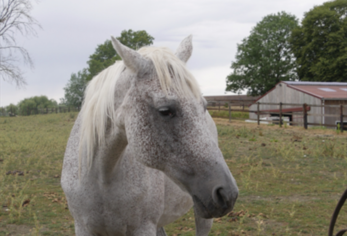 Nova dubreuil - Equidé Cheval à adopter
