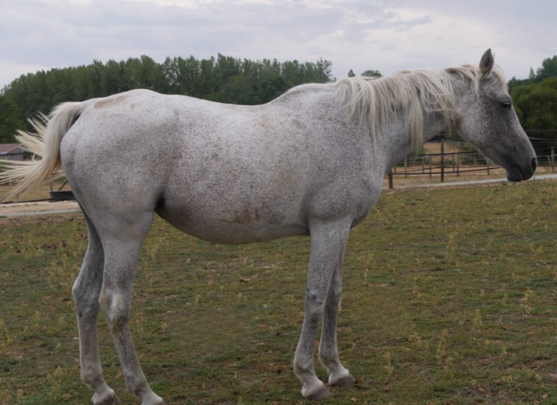 Nova dubreuil - Equidé Cheval à adopter