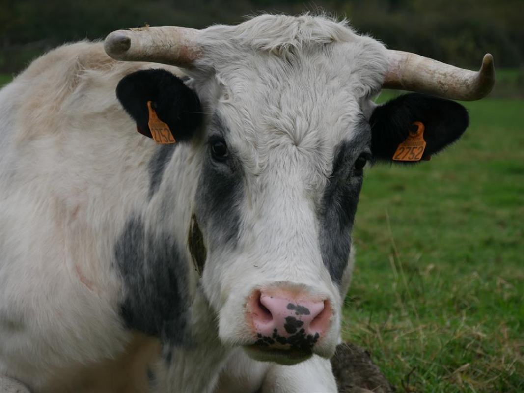 Seringat - Animal de ferme à adopter