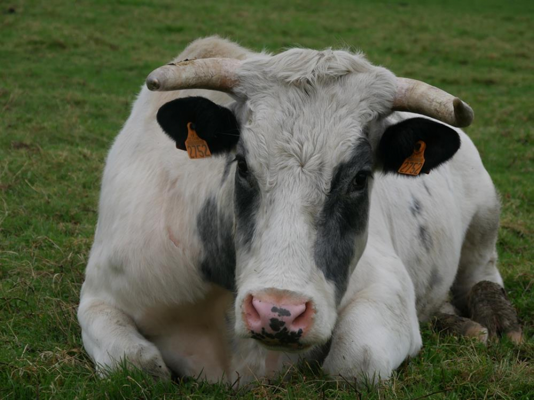 Seringat - Animal de ferme à adopter - photo 2