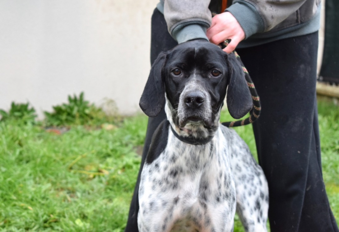 Pepita - Chien Pointer Anglais à adopter