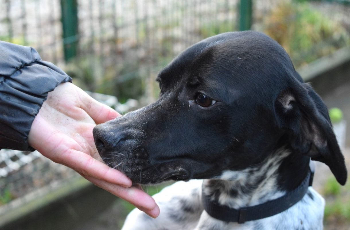 Pepita - Chien Pointer Anglais à adopter - photo 2