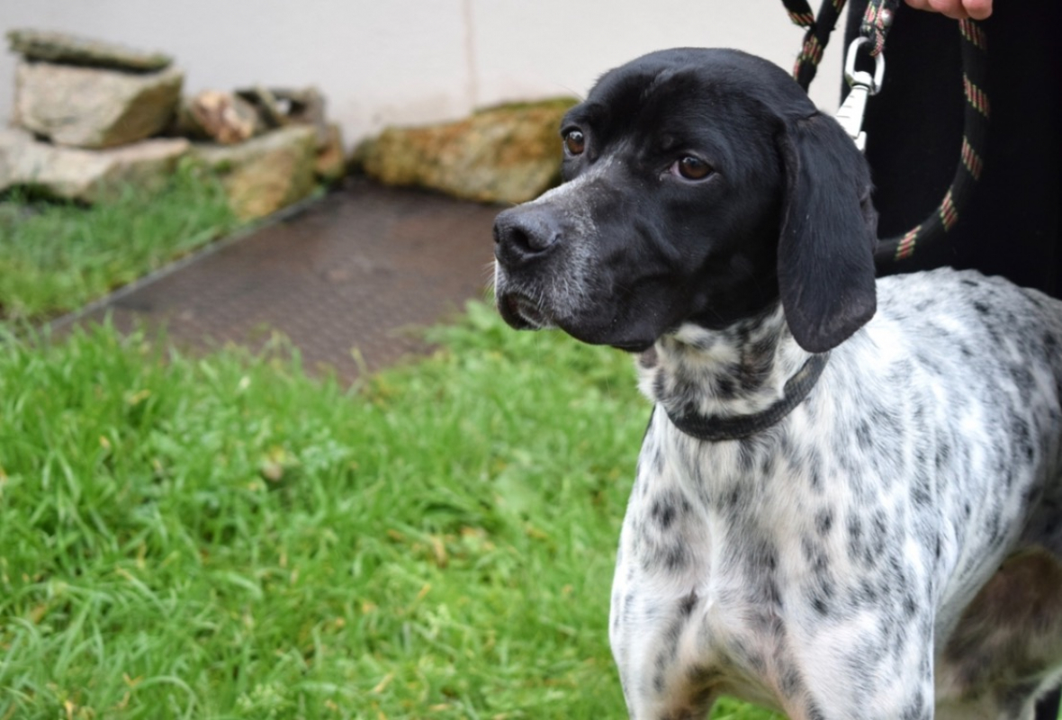 Pepita - Chien Pointer Anglais à adopter - photo 3