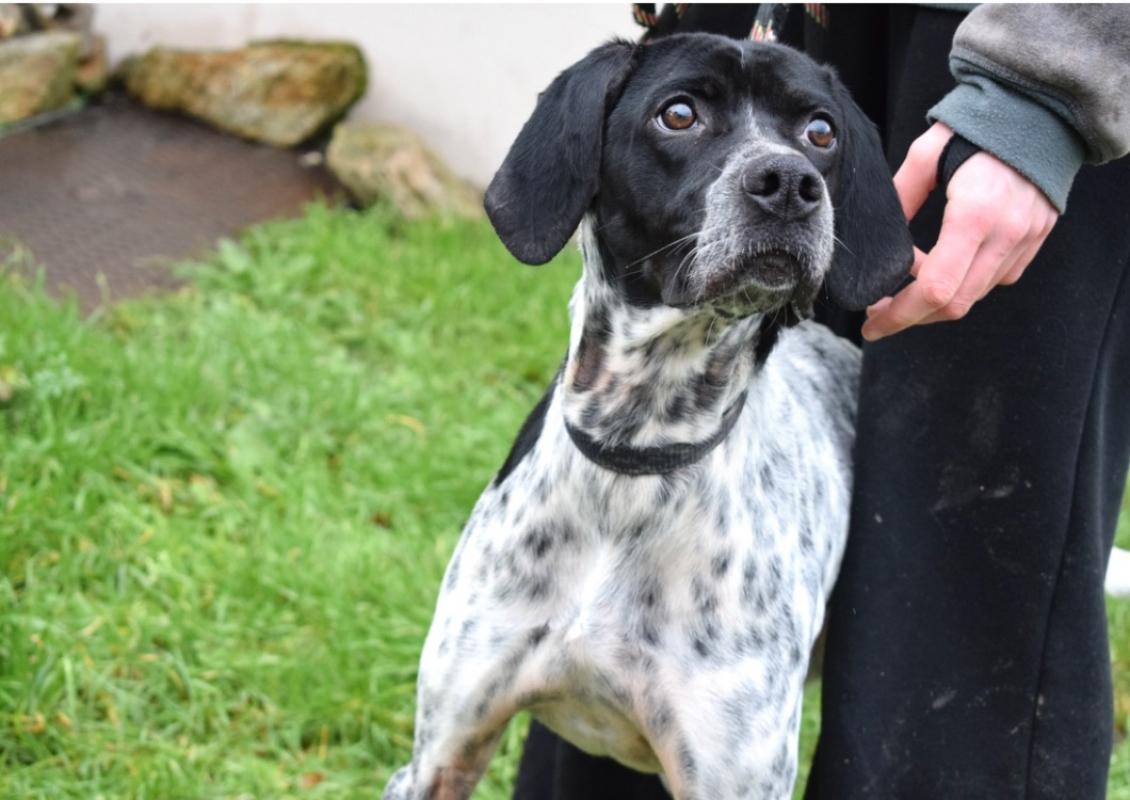 Pepita - Chien Pointer Anglais à adopter - photo 4