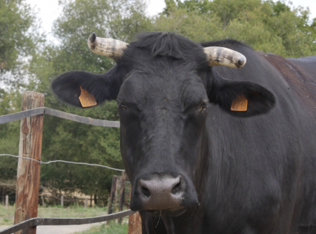 Saleme - Animal de ferme à adopter