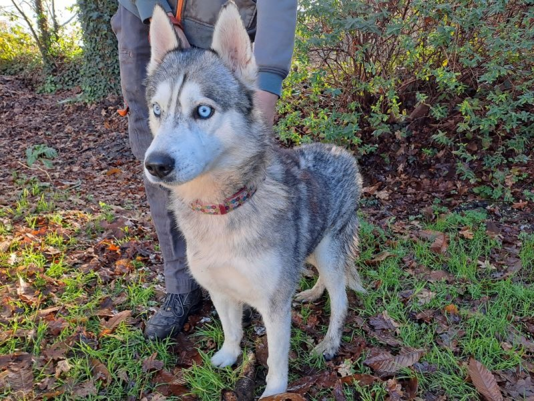 Oslo - Chien Husky Sibérien à adopter - photo 2