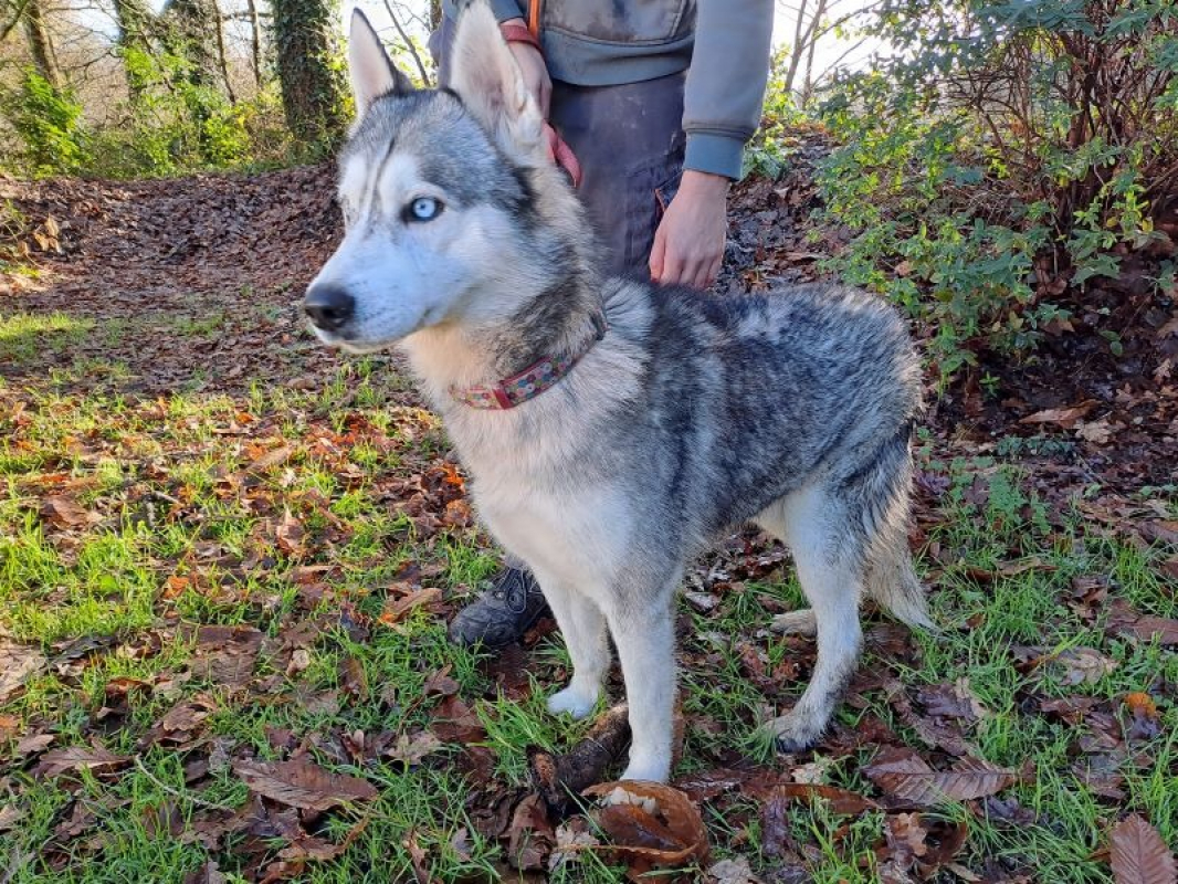 Oslo - Chien Husky Sibérien à adopter - photo 3