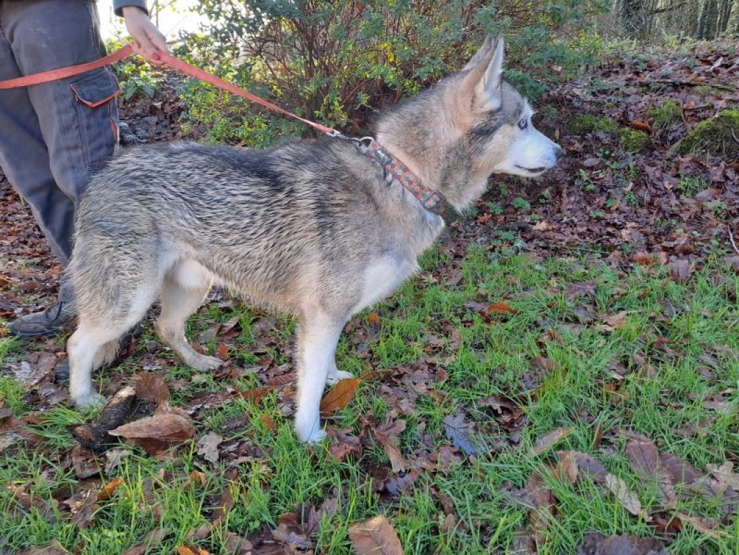 Oslo - Chien Husky Sibérien à adopter - photo 4