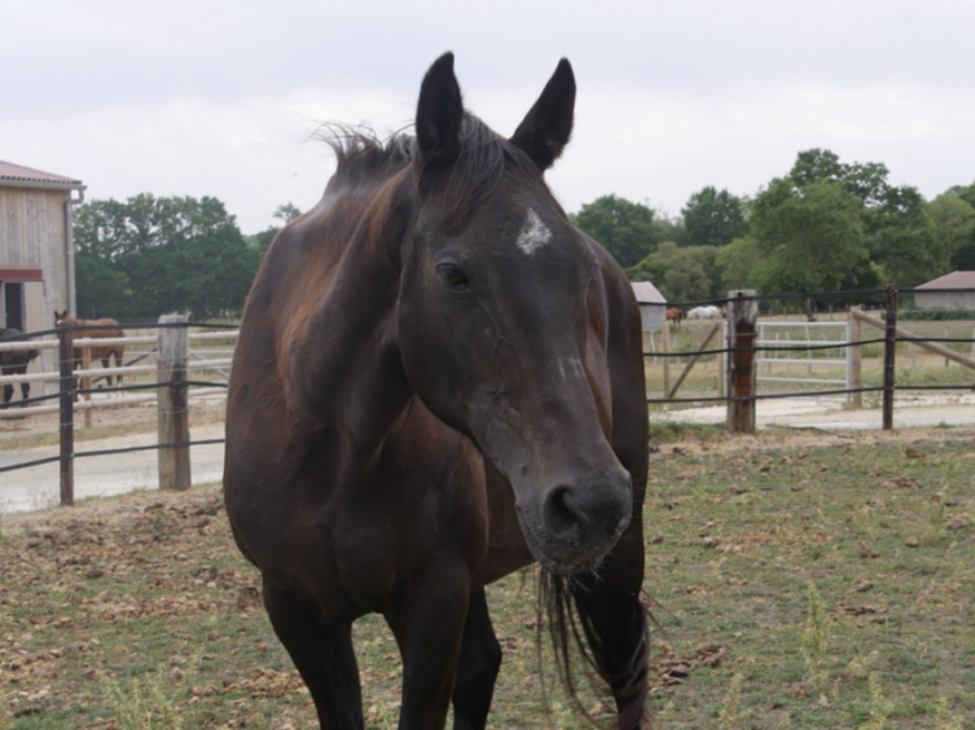 Ocarina - Equidé Cheval à adopter