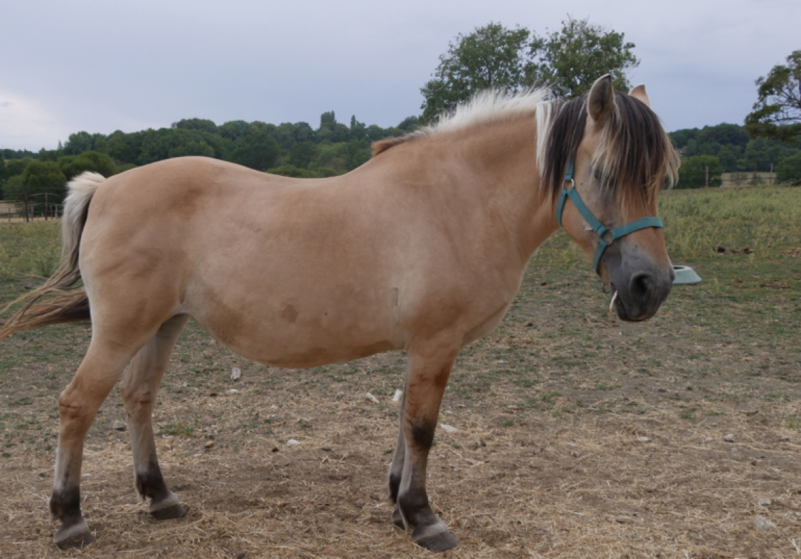 Lisette du rouillis - Equidé Cheval à adopter