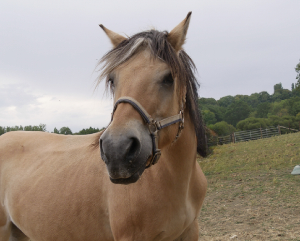 Isa de morand - Equidé Cheval à adopter