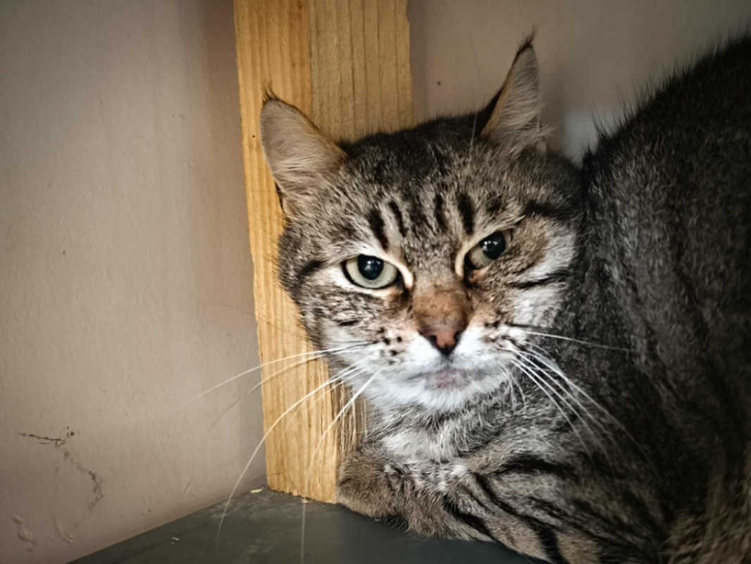 Minette - Chat Européen à adopter