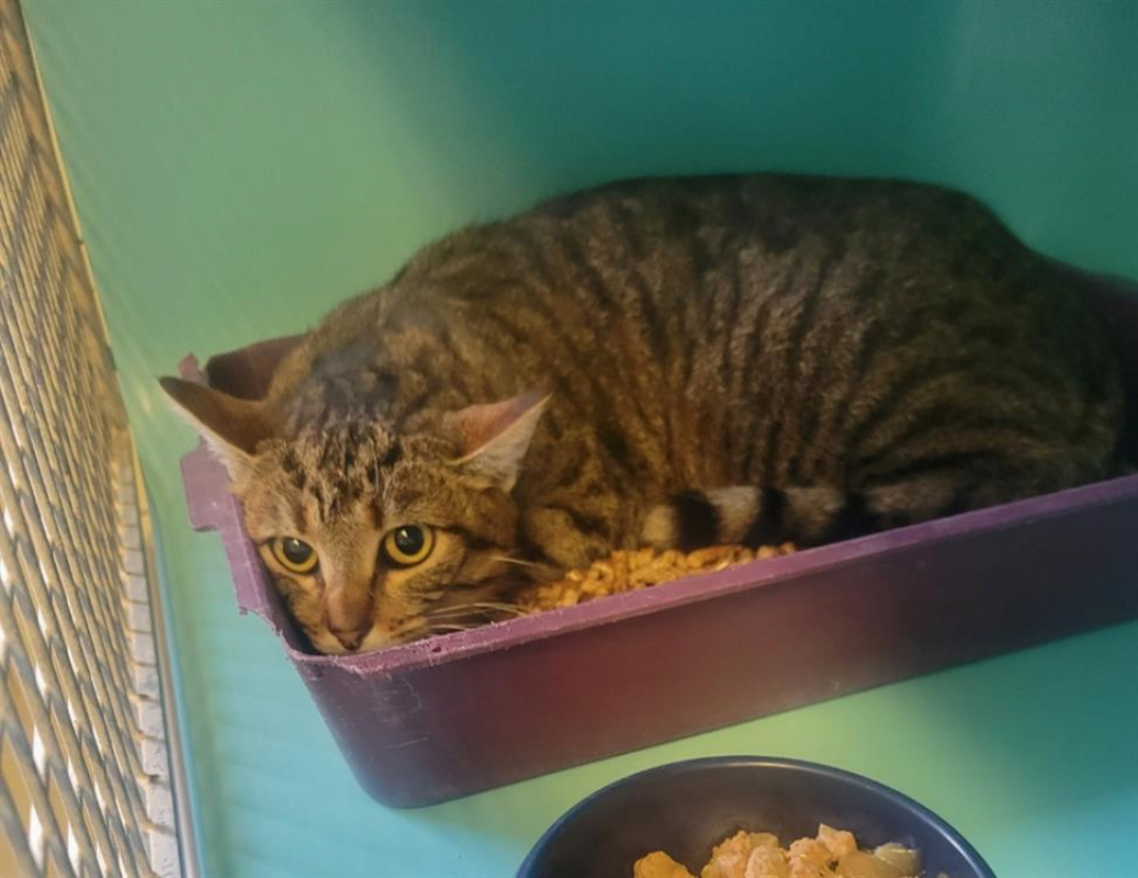 Minette - Chat Européen à adopter - photo 2