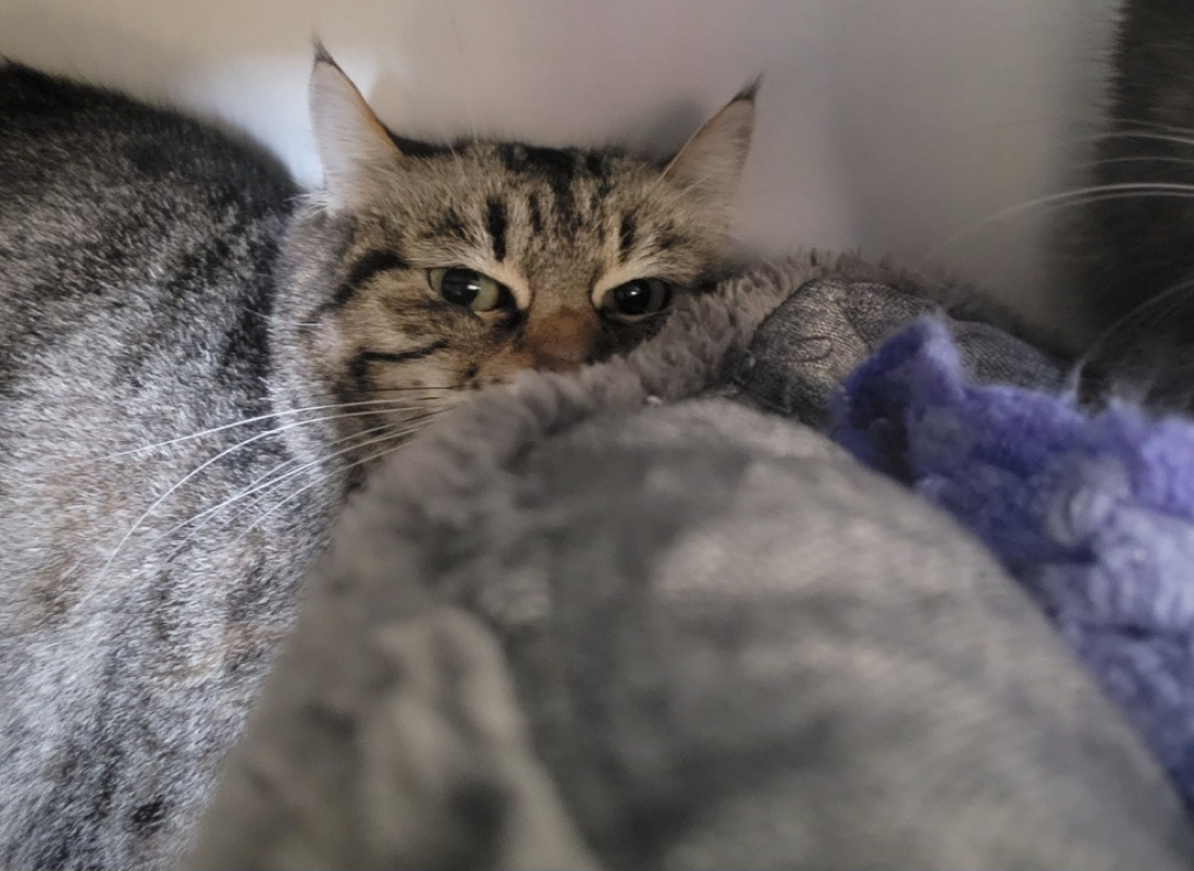 Minette - Chat Européen à adopter - photo 4