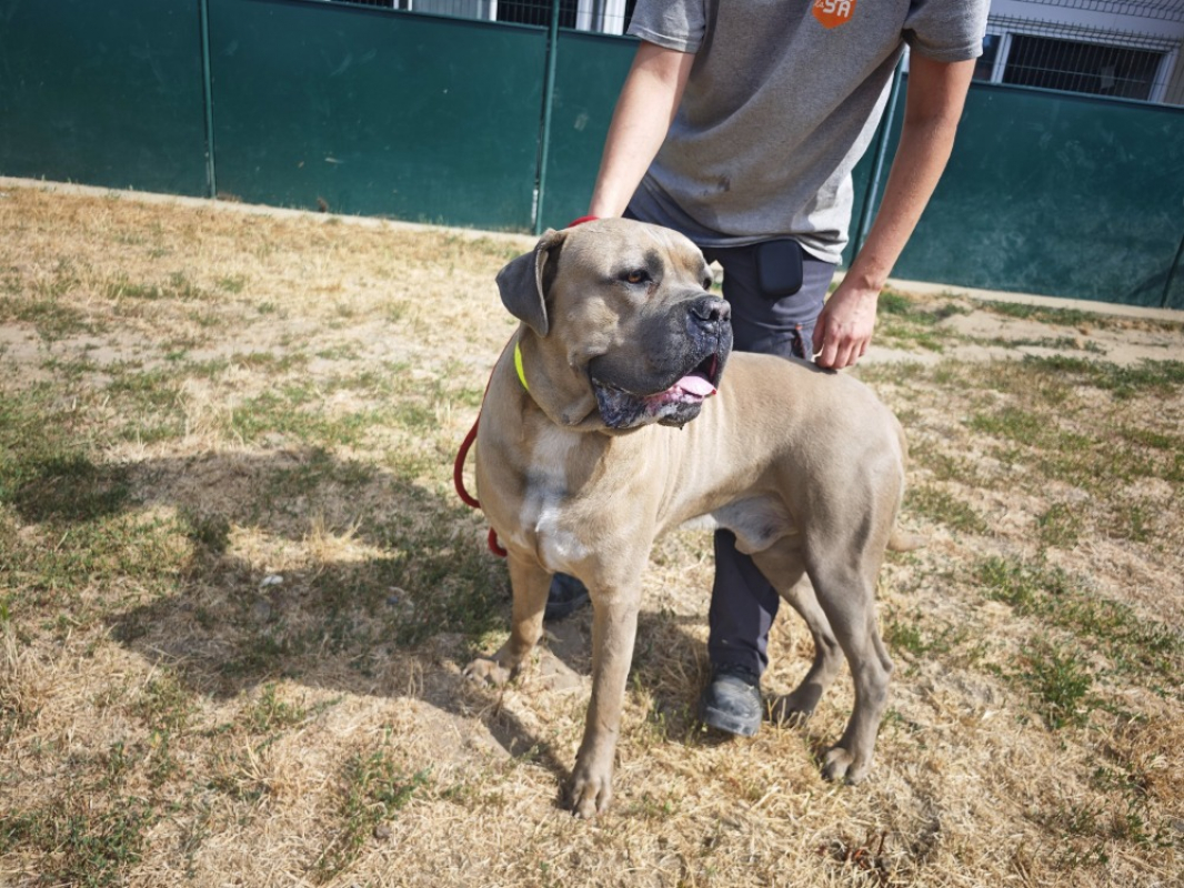 Sirius - Chien Cane Corso à adopter