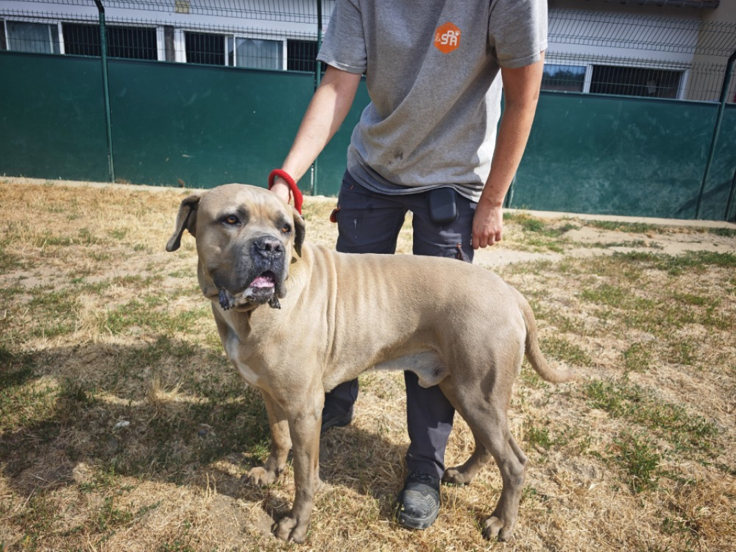 Sirius - Chien Cane Corso à adopter - photo 2
