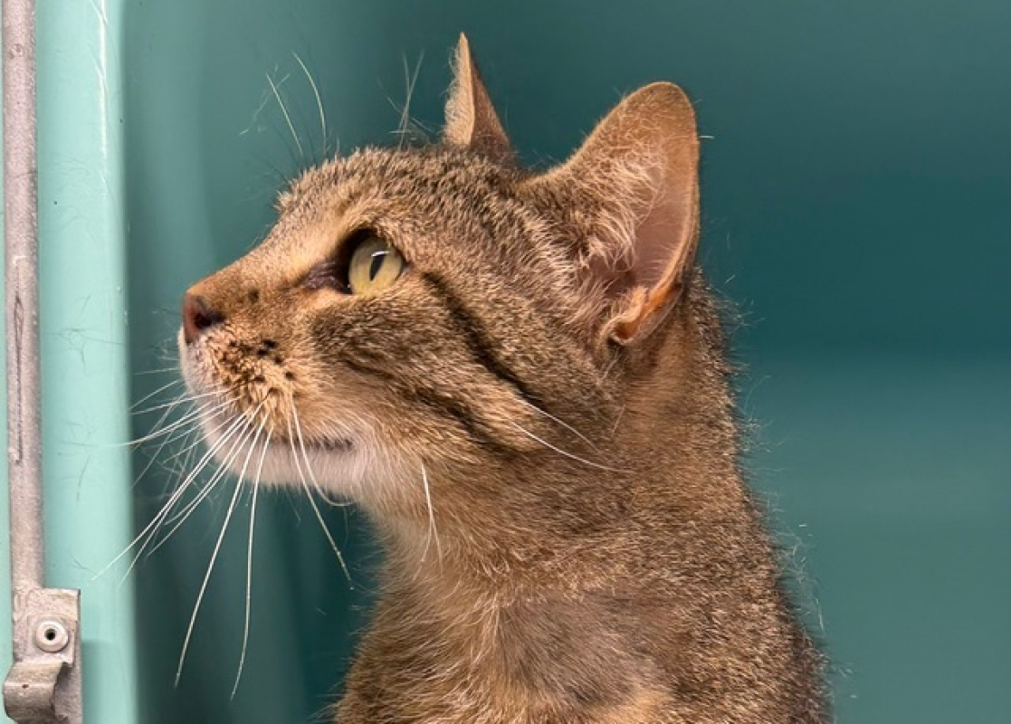 Guizmo - Chat Européen à adopter - photo 2