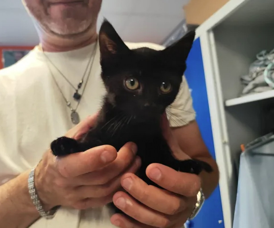 Dina - Chat Européen à adopter