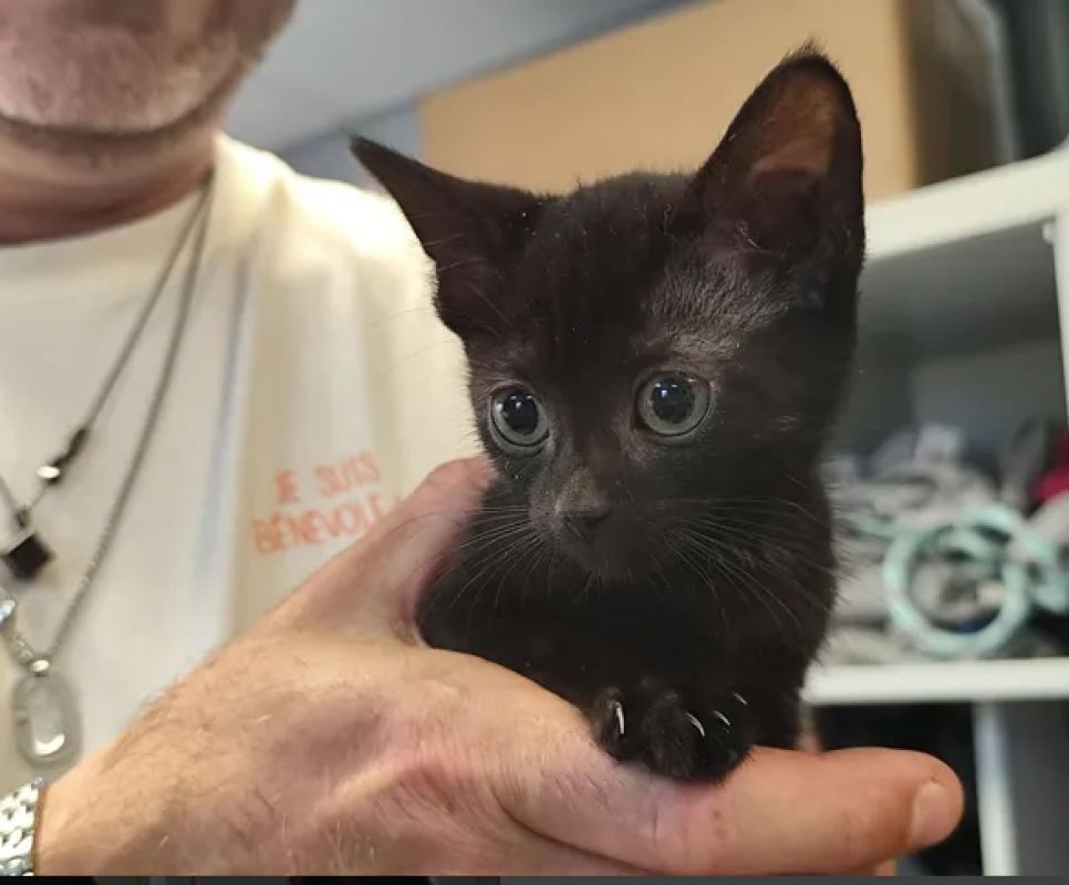Maggie - Chat Européen à adopter