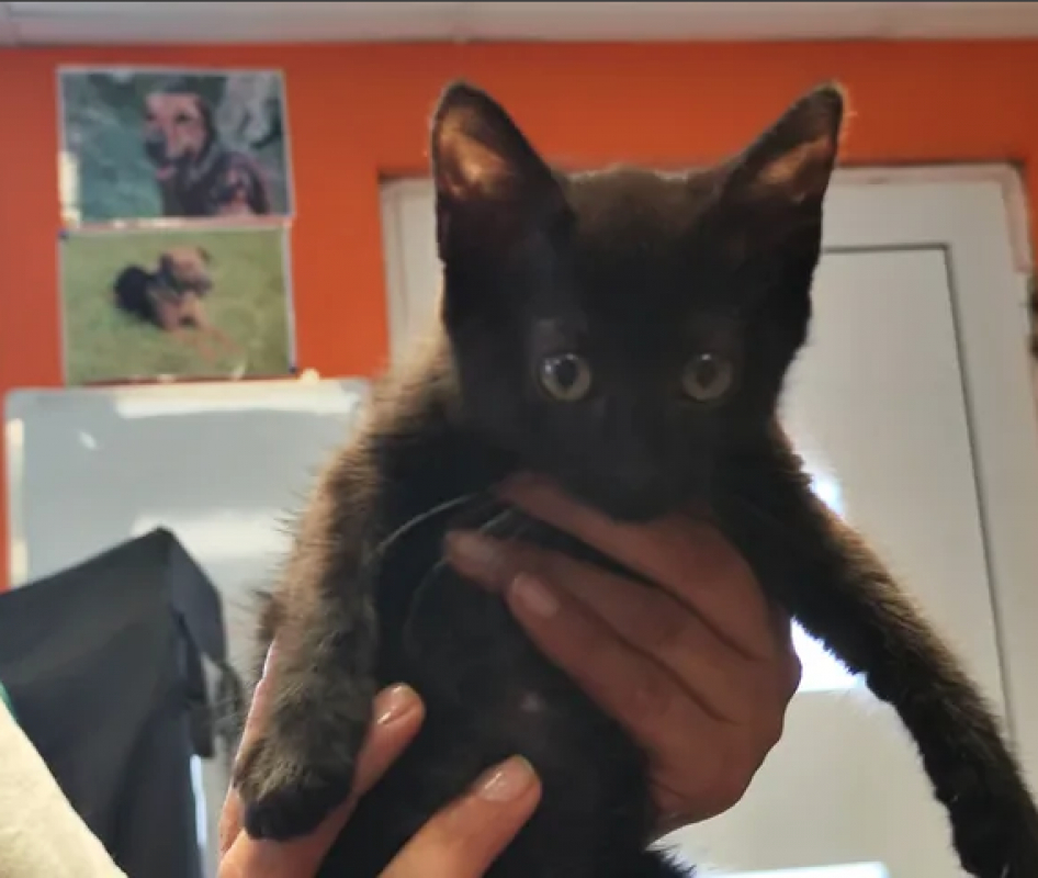 Vega - Chat Européen à adopter