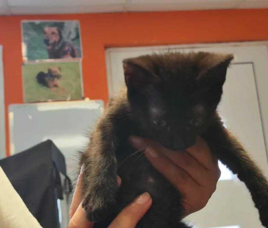 Vega - Chat Européen à adopter - photo 2
