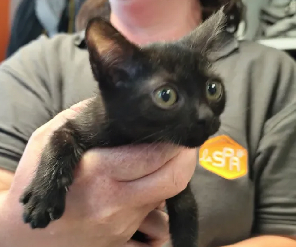Ganon - Chat Européen à adopter